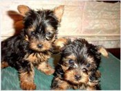 yorkie puppy