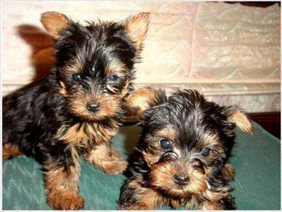 yorkie puppy