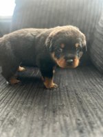 Rottweiler