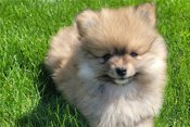 Pomeranian