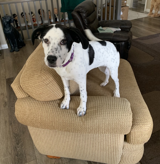 Catahoula Leopard Dog Mix