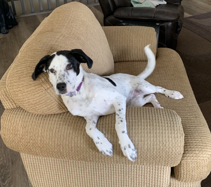 Catahoula Leopard Dog Mix