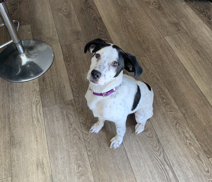 Catahoula Leopard Dog Mix