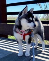 alaskan klee kai
