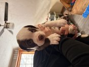 American bulldog mixed with labrador retriever