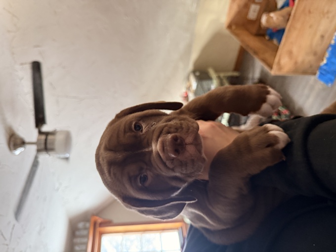 American bulldog mixed with labrador retriever