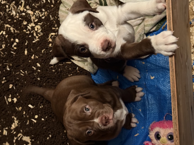 American bulldog mixed with labrador retriever