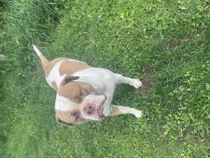 American bulldog mixed with labrador retriever