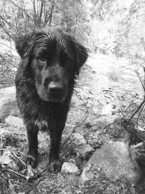 American bulldog mixed with labrador retriever