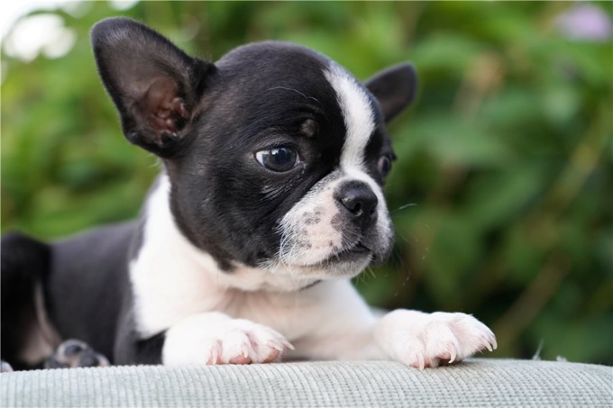 Boston Terrier