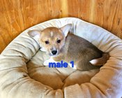 Pembroke Welsh Corgi