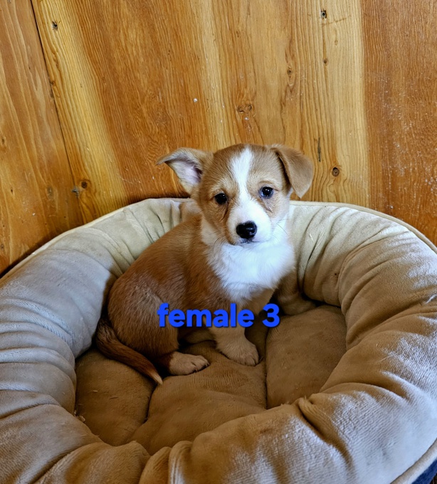 Pembroke Welsh Corgi