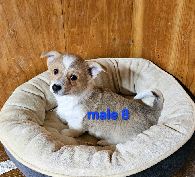 Pembroke Welsh Corgi