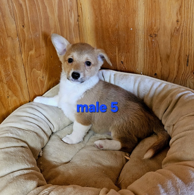 Pembroke Welsh Corgi