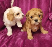 Cavapoo/Cockapoo