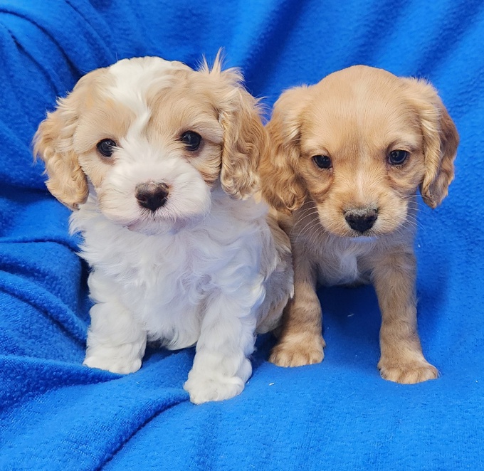 Cavapoo/Cockapoo