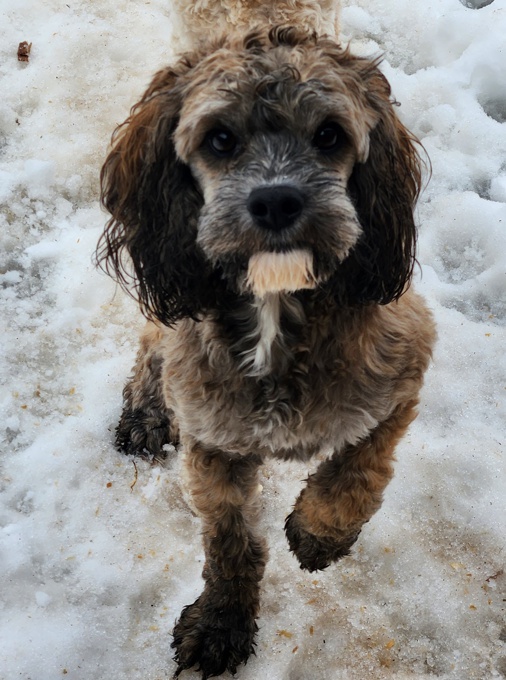 Cavapoo/Cockapoo