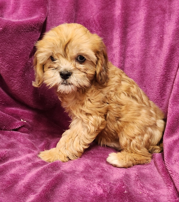 Cavapoo/Cockapoo