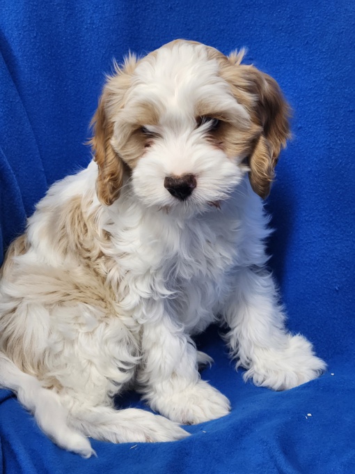 Cavapoo/Cockapoo