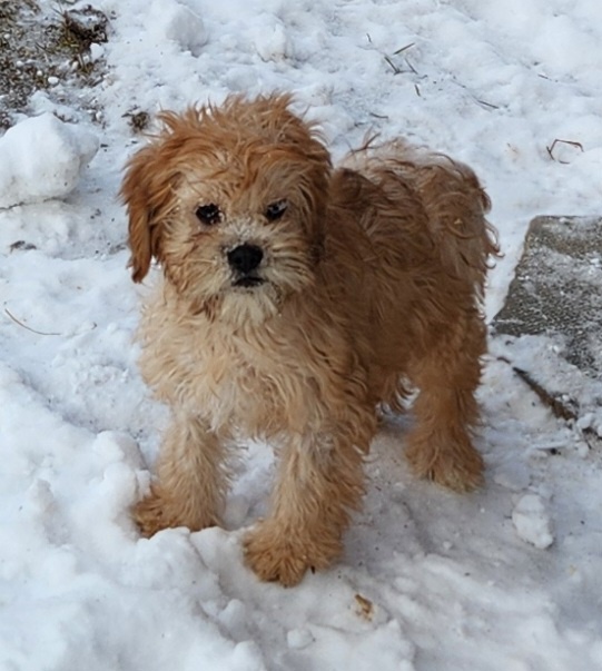 Cavapoo/Cockapoo