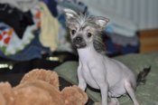 Chinese Crested