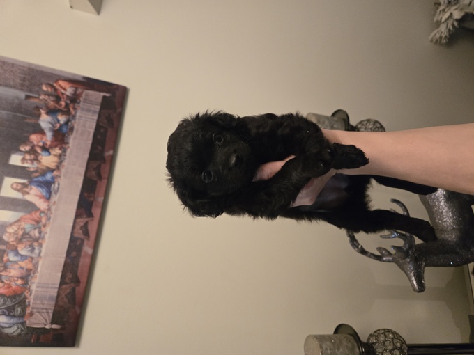 Chihuahua Toy Poodle