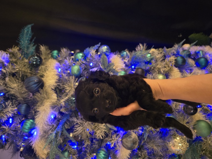 Chihuahua Toy Poodle