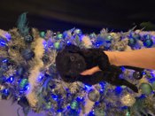 Chihuahua Toy Poodle