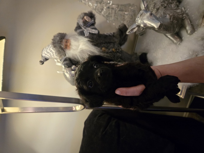 Chihuahua Toy Poodle