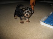 yorkie