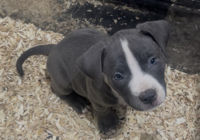American bully