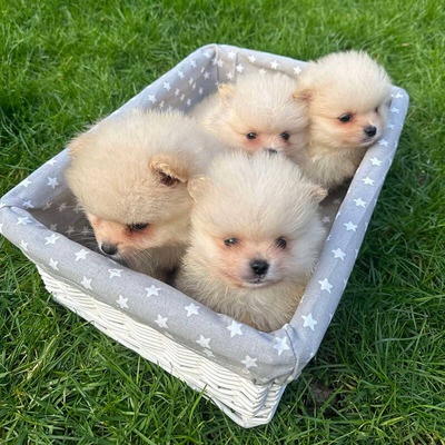 Pomeranian