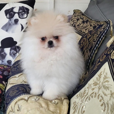 Pomeranian
