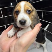 Purebred Beagle