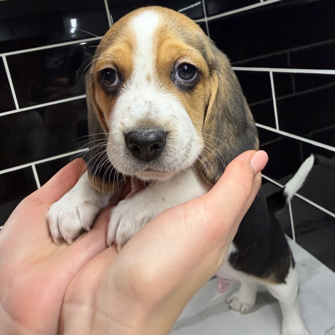 Purebred Beagle