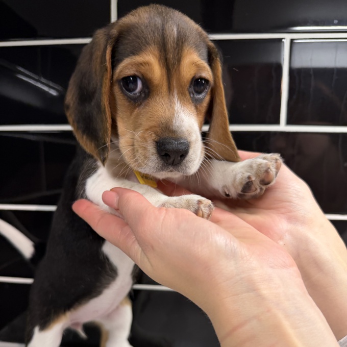Purebred Beagle