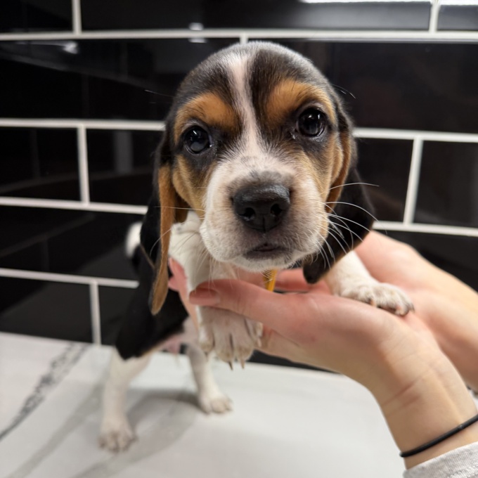Purebred Beagle