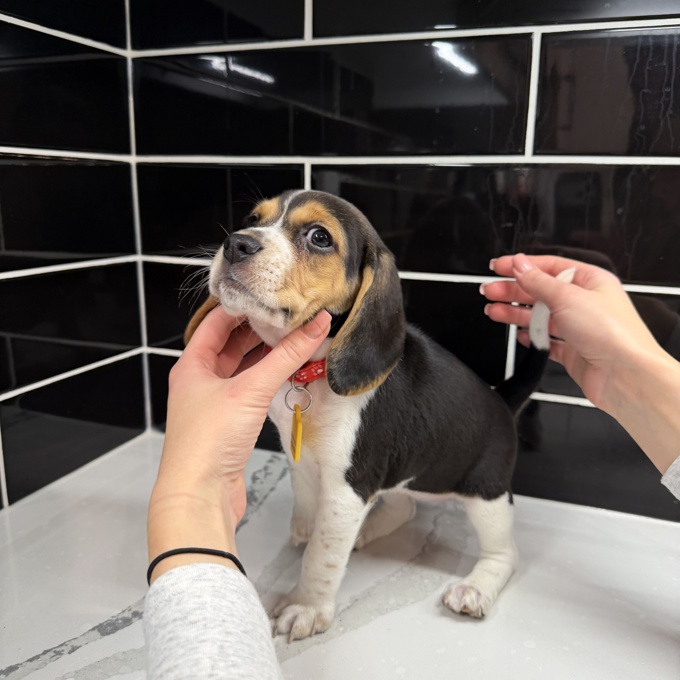 Purebred Beagle