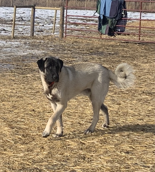 Anatolian Shepherd