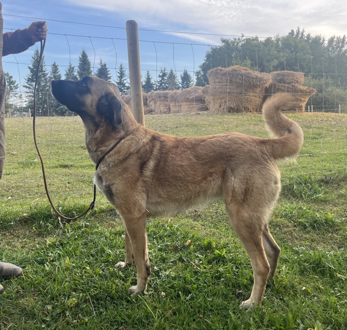 Anatolian Shepherd