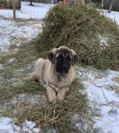 Anatolian Shepherd