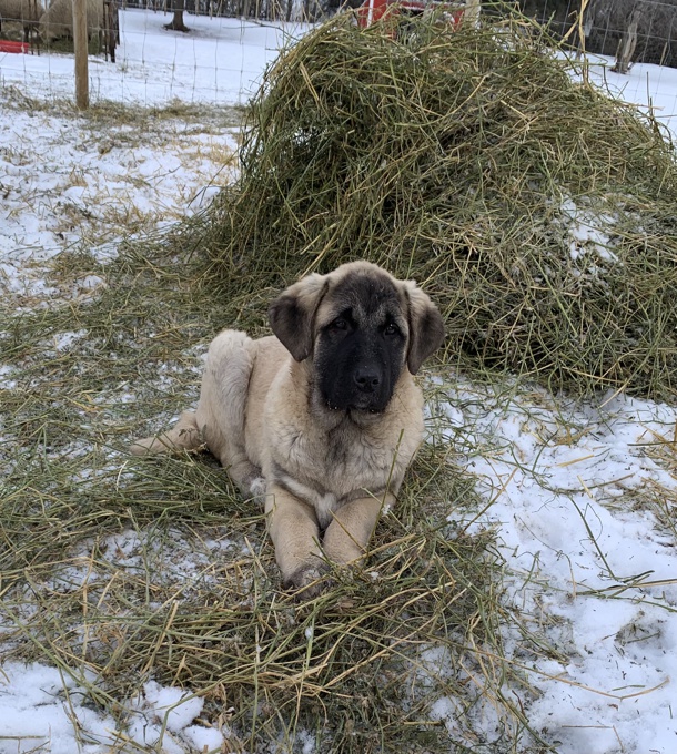 Anatolian Shepherd