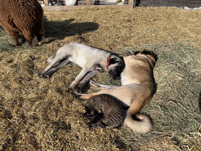 Anatolian Shepherd