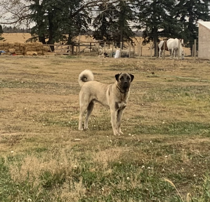 Anatolian Shepherd