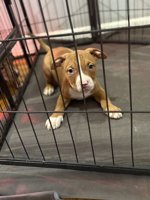 Bully pitty mix