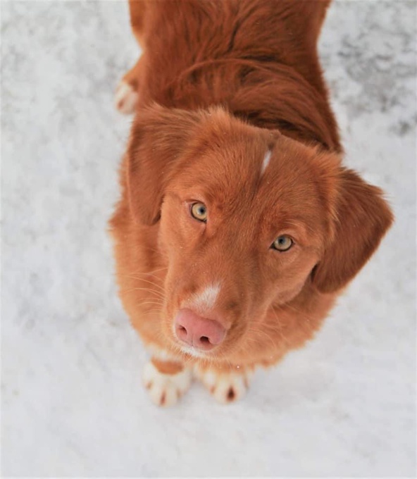 Nova Scotia Duck Tolling Retriever