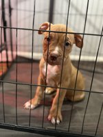 Bully Pitty Mix