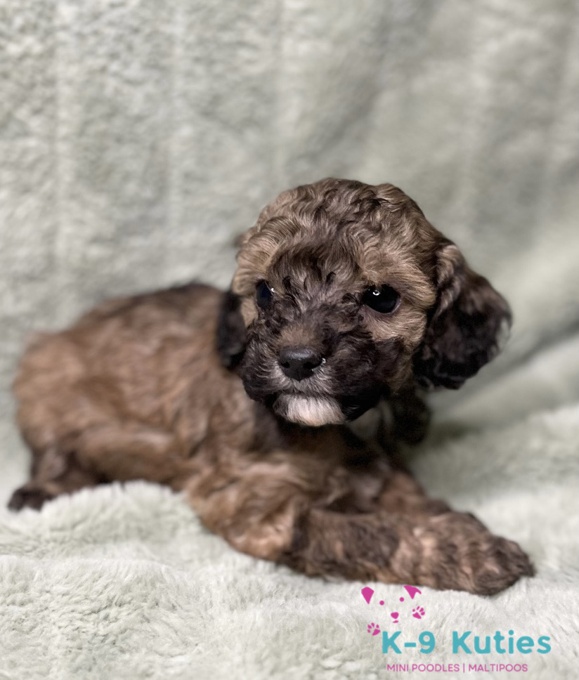 Poodle mix
