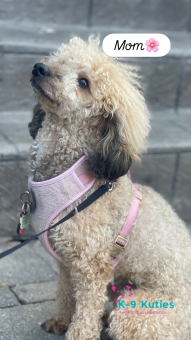 Poodle mix