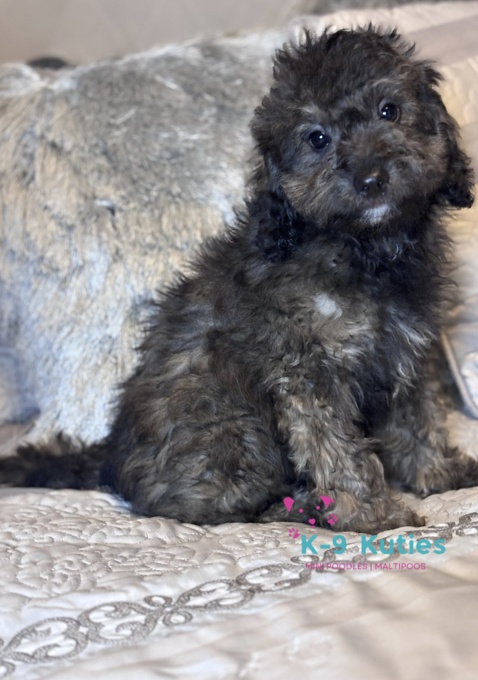 Poodle/Cocker Spaniel mix 